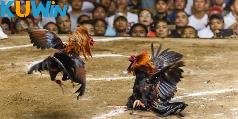 Giới thiệu Ws168 đá gà Giới thiệu Ws168 đá gà