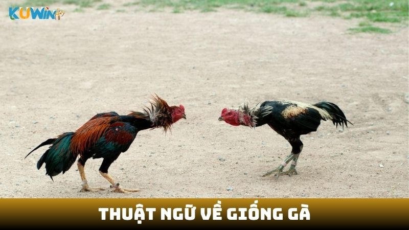 Thuật ngữ về giống gà